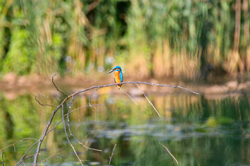 Eisvogel (Alcedo atthis)