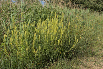 Yellow weld flowers in the dunes - Reseda luteola