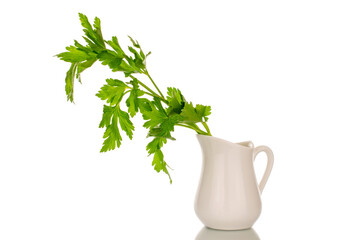 One sprig of green parsley in a white ceramic jug, macro, isolated on white background.