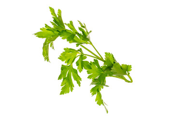 One sprig of green parsley, macro, isolated on white background.