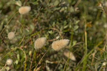 Hare`s tail grass - Lagurus ovatus