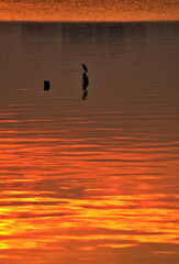 Stork hunting at twilight over Westlake, Hanoi, Vietnam