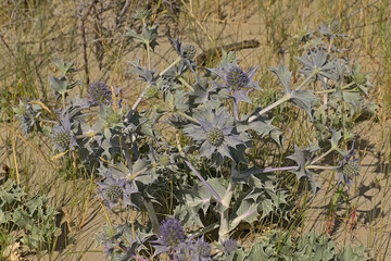 Flowering sea holly plant in the dunes