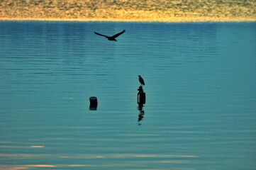 Stork hunts at twilight over Westlake, Hanoi, Vietnam
