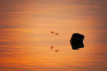 Dragonfly on Westlake, Hanoi under the sunset