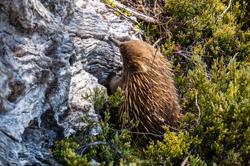 Cute little Echidna looking for food at Cradle Mountain-Lake St Clair National Park