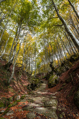Fall foliage in Italian appenines.