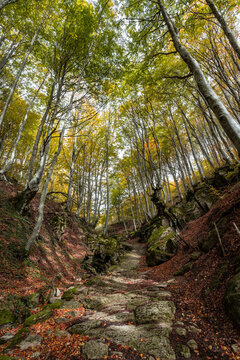 Fall foliage in Italian appenines.
