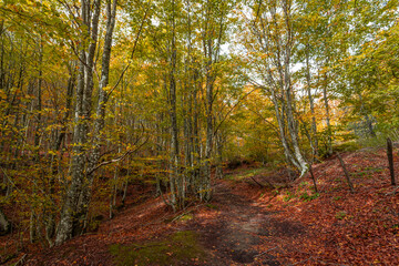 Fall foliage in Italian appenines.