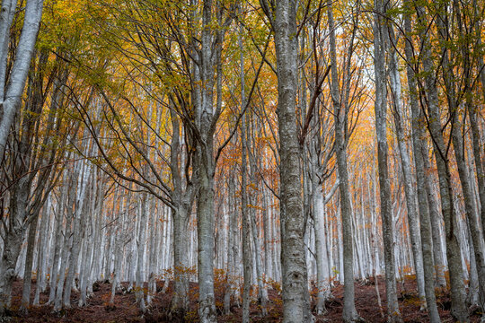 Fall foliage in Italian appenines.