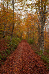 Obraz premium Fall foliage in Italian appenines.