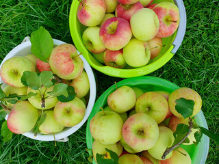 Top down closeup of a green buckets full of Boskoop apple.