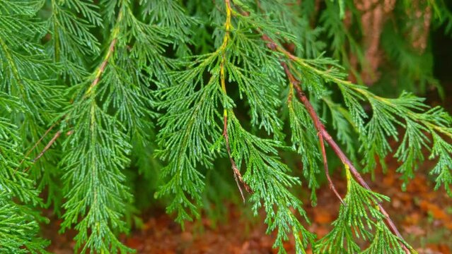 Green branches of juniper and thuja in the forest