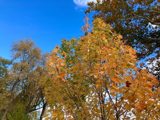 autumn leaves against blue sky