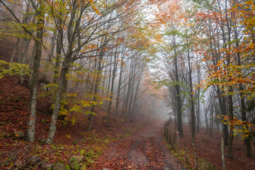 Fall foliage in Italian appenines.