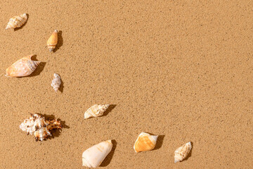 Fototapeta na wymiar Seashells on the sand. View from above. Place for text.