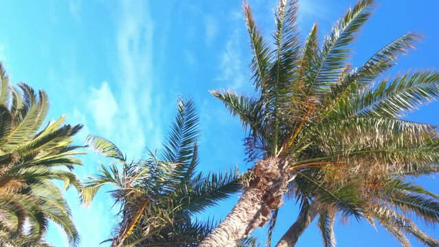 Relaxing under green palm trees on the island