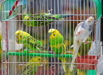 Parrots in metal cage