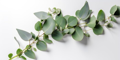 Obraz premium Eucalyptus branches on white background. Generative AI.
