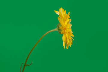 Yellow calendula flower isolated on green background.