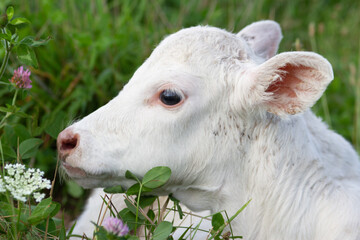 White calf with white flower in the grass. © Brianne