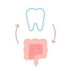 Connection of healthy teeth and intestine. Relation health of human gut and tooth. Digestion and chewing unity. Vector