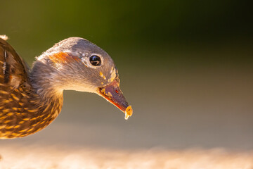 Mandarinente