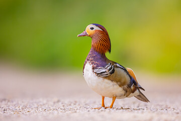 Mandarinente