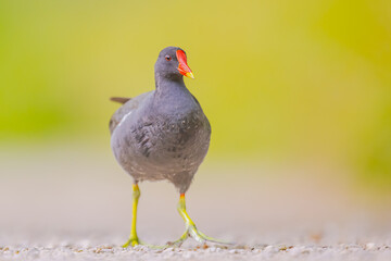 Teichhuhn / Teichralle