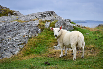 Cute lamb in rocky coastal landscape. Shallow depth of field.