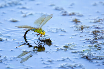 Libelle 