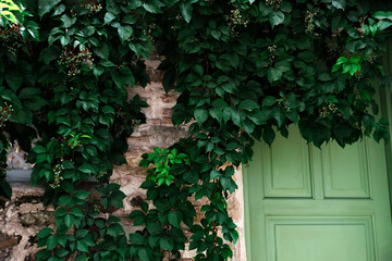 cozy street view of the olive green color wooden door in the stone wall covered with wild grape and ivy climber plants, fresh sun shelter mood in hot summer