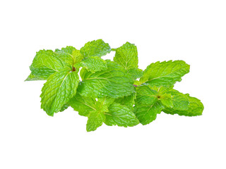mint leaves transparent png