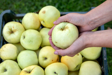 Close up of green apples in a box, healthy fruits
