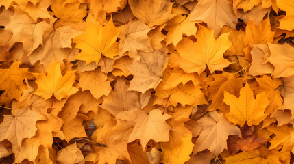 Naklejka na ściany i meble Autumn, autumn leaves PPT background poster wallpaper web page