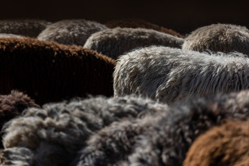 The sheep peacefully graze in the pen. A lot of beautiful lambs. The rays of the sun illuminate the white, black, and brown wool of the sheep. They huddle together, sharing warmth and companionship.