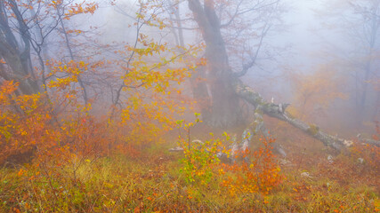 red dry autumn forest glade in blue mist, calm outdoor seasonal scene