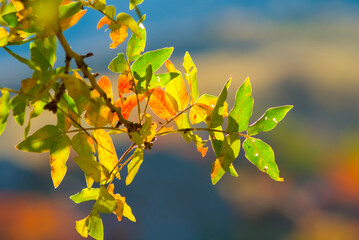 closeup tree branch with red dry leaves, autumn natural background