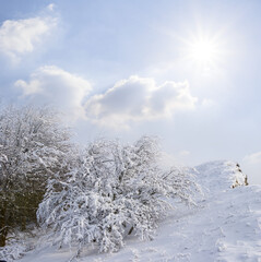 winter snowbound mountain covered by forest at the sunny day