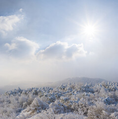 winter snowbound mountain covered by forest at the sunny day