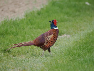 Fasan am Boden laufend