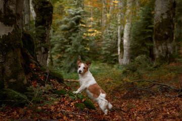 Dog in Forest, Jack Russell Terrier sitting amidst the fall foliage in a tranquil forest, evoking feelings of adventure and nature exploration