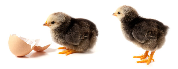 Cute little chicken with eggshell isolated on white background