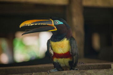 AMAZON TOUCAN