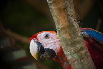 AMAZON PARROT