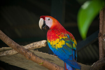 AMAZON PARROT