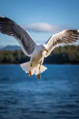 Fotobehang A seagull flying, focus on the wing span. Vertical photo © Nino Lavrenkova