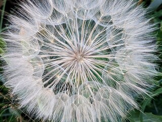 dandelion seed head closeup