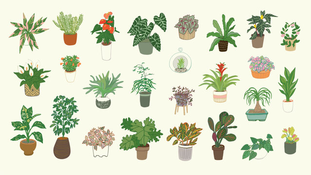 Home interior plants vector illustrations set.