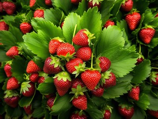 a bunch of strawberries with green leaves